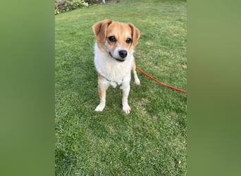 Lizzy Tierschutzhund sucht ein Zuhause