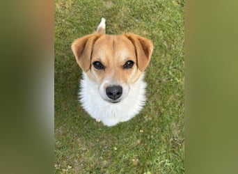 Lizzy Tierschutzhund sucht ein Zuhause