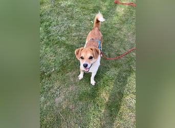 Lizzy Tierschutzhund sucht ein Zuhause