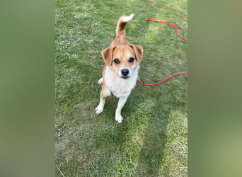 Lizzy Tierschutzhund sucht ein Zuhause