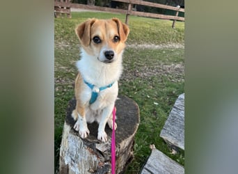 Lizzy Tierschutzhund sucht ein Zuhause