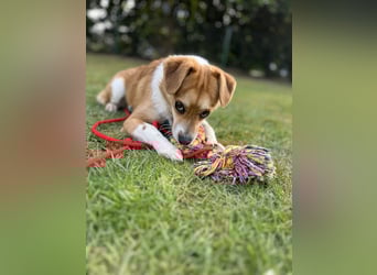 Lizzy Tierschutzhund sucht ein Zuhause