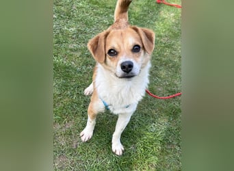 Lizzy Tierschutzhund sucht ein Zuhause