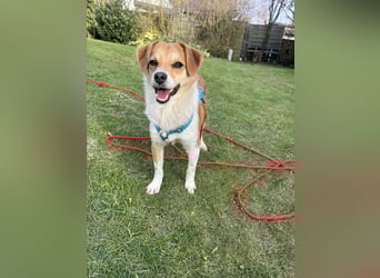 Lizzy Tierschutzhund sucht ein Zuhause