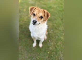 Lizzy Tierschutzhund sucht ein Zuhause