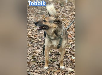 Tobbik, 05/21 - fröhliche Schmusebacke sucht Zuhause in 91413 Unternesselbach