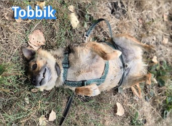 Tobbik, 05/21 - fröhliche Schmusebacke sucht Zuhause in 91413 Unternesselbach