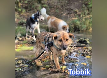 Tobbik, 05/21 - fröhliche Schmusebacke sucht Zuhause in 91413 Unternesselbach