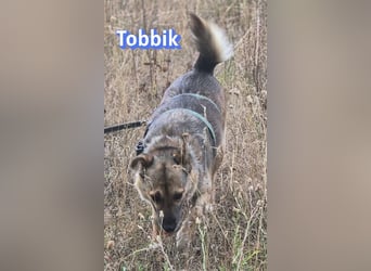 Tobbik, 05/21 - fröhliche Schmusebacke sucht Zuhause in 91413 Unternesselbach