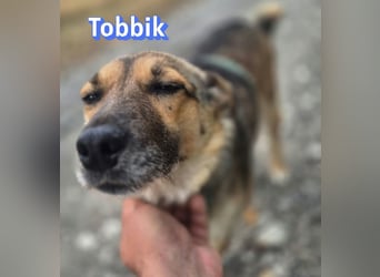 Tobbik, 05/21 - fröhliche Schmusebacke sucht Zuhause in 91413 Unternesselbach