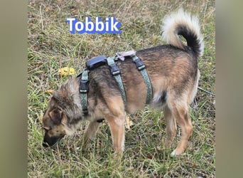 Tobbik, 05/21 - fröhliche Schmusebacke sucht Zuhause in 91413 Unternesselbach