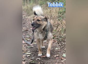 Tobbik, 05/21 - fröhliche Schmusebacke sucht Zuhause in 91413 Unternesselbach