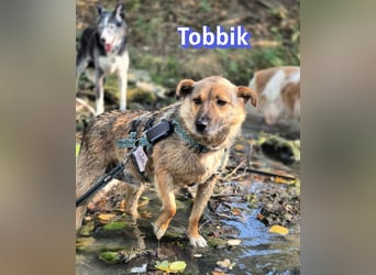 Tobbik, 05/21 - fröhliche Schmusebacke sucht Zuhause in 91413 Unternesselbach