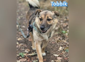 Tobbik, 05/21 - fröhliche Schmusebacke sucht Zuhause in 91413 Unternesselbach