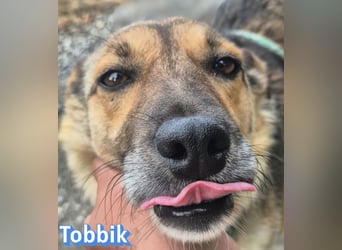 Tobbik, 05/21 - fröhliche Schmusebacke sucht Zuhause in 91413 Unternesselbach