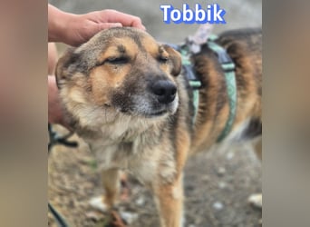 Tobbik, 05/21 - fröhliche Schmusebacke sucht Zuhause in 91413 Unternesselbach