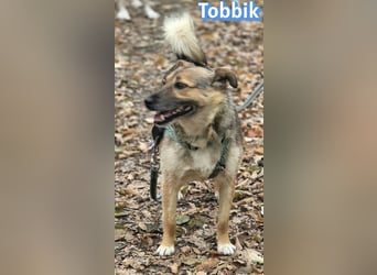 Tobbik, 05/21 - fröhliche Schmusebacke sucht Zuhause in 91413 Unternesselbach