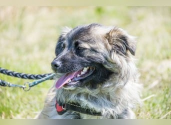 Mippi-Si- Freundlicher Junghund sucht ein Körbchen Für-immer