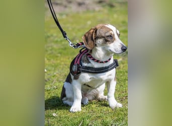 Manci SI – kleine Hündin sucht geduldiges Zuhause 