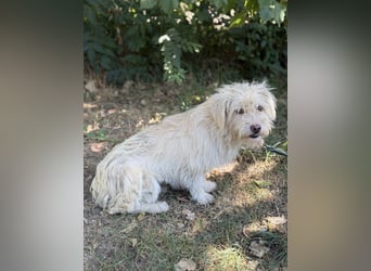 Norna – sensible kleine Hundedame sucht ihr „Für immer Körbchen“ 