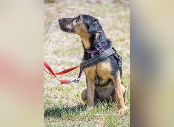 Papaya SI – fröhliche Terriermix Hündin möchte endlich ankommen 