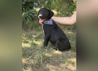 Jasper-KK – kleines Juwel sucht Abenteuer und Familie 
