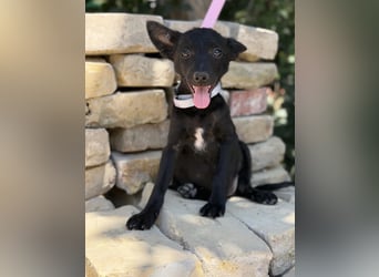 Larett-KK – entzückendes Hundekind sucht liebevolles Zuhause 