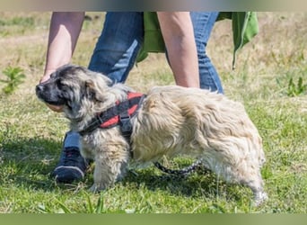 Mippi-Si- Freundlicher Junghund sucht ein Körbchen Für-immer
