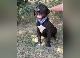 Jasper-KK – kleines Juwel sucht Abenteuer und Familie 
