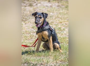 Papaya SI – fröhliche Terriermix Hündin möchte endlich ankommen 