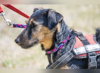 Papaya SI – fröhliche Terriermix Hündin möchte endlich ankommen 