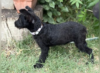 Itala KK – fröhliches Hundekind sucht liebevolle Familie 