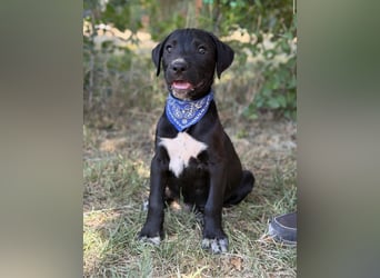 Jasper-KK – kleines Juwel sucht Abenteuer und Familie 