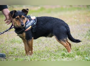 Lupin – liebenswerter Terrier- Mix sucht sein Für-immer- Zuhause