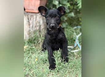 Itala KK – fröhliches Hundekind sucht liebevolle Familie 