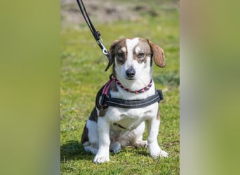 Manci SI – kleine Hündin sucht geduldiges Zuhause 