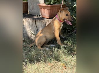 Szeniz-KK – fröhliches Hundekind sucht liebevolles Zuhause 