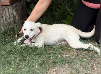 Doretta_KK – liebenswertes Hundekind sucht ihr Für-immer-Zuhause 