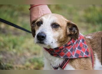 Rozsdi-SI- kleiner Familienhund mit großem Herz ♥