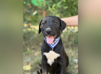 Jasper-KK – kleines Juwel sucht Abenteuer und Familie 