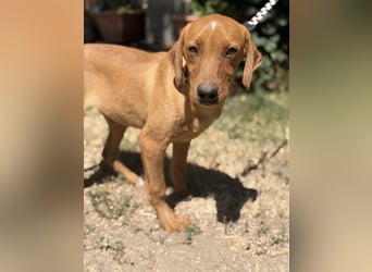 Remig-KK – fröhlicher Junghund sucht hundebegeistertes Zuhause 