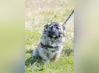 Mippi-Si- Freundlicher Junghund sucht ein Körbchen Für-immer