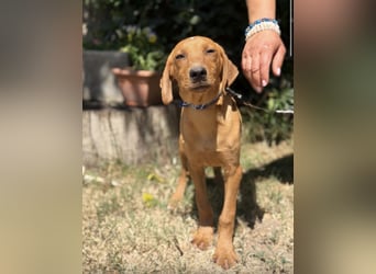 Remig-KK – fröhlicher Junghund sucht hundebegeistertes Zuhause 