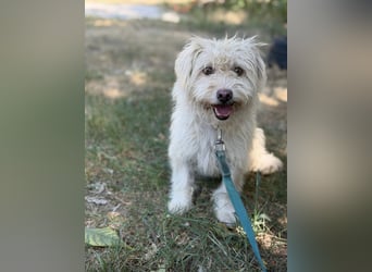 Norna – sensible kleine Hundedame sucht ihr „Für immer Körbchen“ 