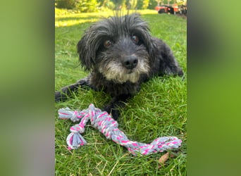 Axel – freundlicher Begleiter sucht ein ruhiges Zuhause 