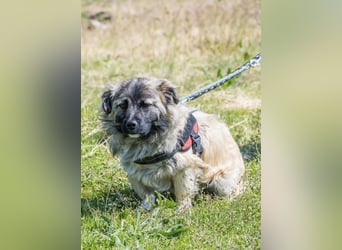 Mippi-Si- Freundlicher Junghund sucht ein Körbchen Für-immer