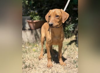 Remig-KK – fröhlicher Junghund sucht hundebegeistertes Zuhause 