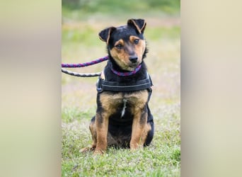 Lupin – liebenswerter Terrier- Mix sucht sein Für-immer- Zuhause