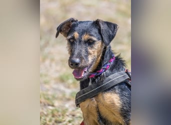Papaya SI – fröhliche Terriermix Hündin möchte endlich ankommen 