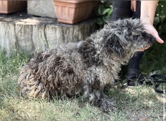 Uzon-KK – sanfter Hundesenior sucht ein liebevolles Zuhause für den Lebensabend 